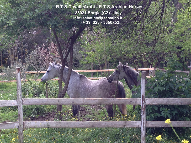 R Sabatino Cavalli In Vendita Cavalli Arabi Arabian Horses Purosangue Arabo In Vendita