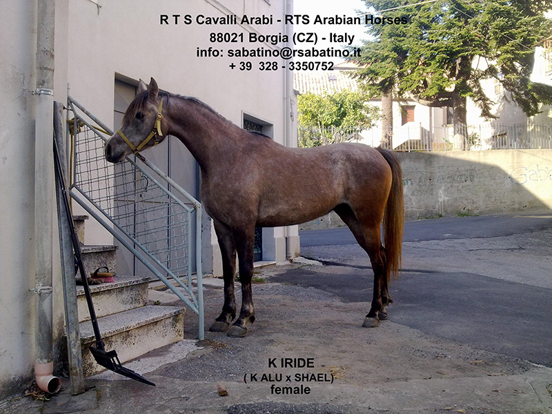 R Sabatino Cavalli In Vendita Cavalli Arabi Arabian Horses Purosangue Arabo In Vendita